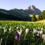 Dolomitternes hemmelighed – forår i Val Gardena